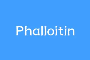 Phalloitin